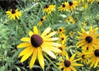 Black-Eyed Susans At Shelley Lake